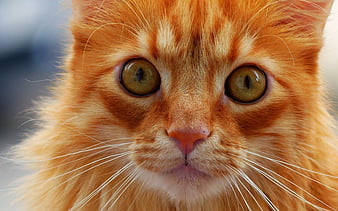 Page 8  HD ginger cats wallpapers  Peakpx