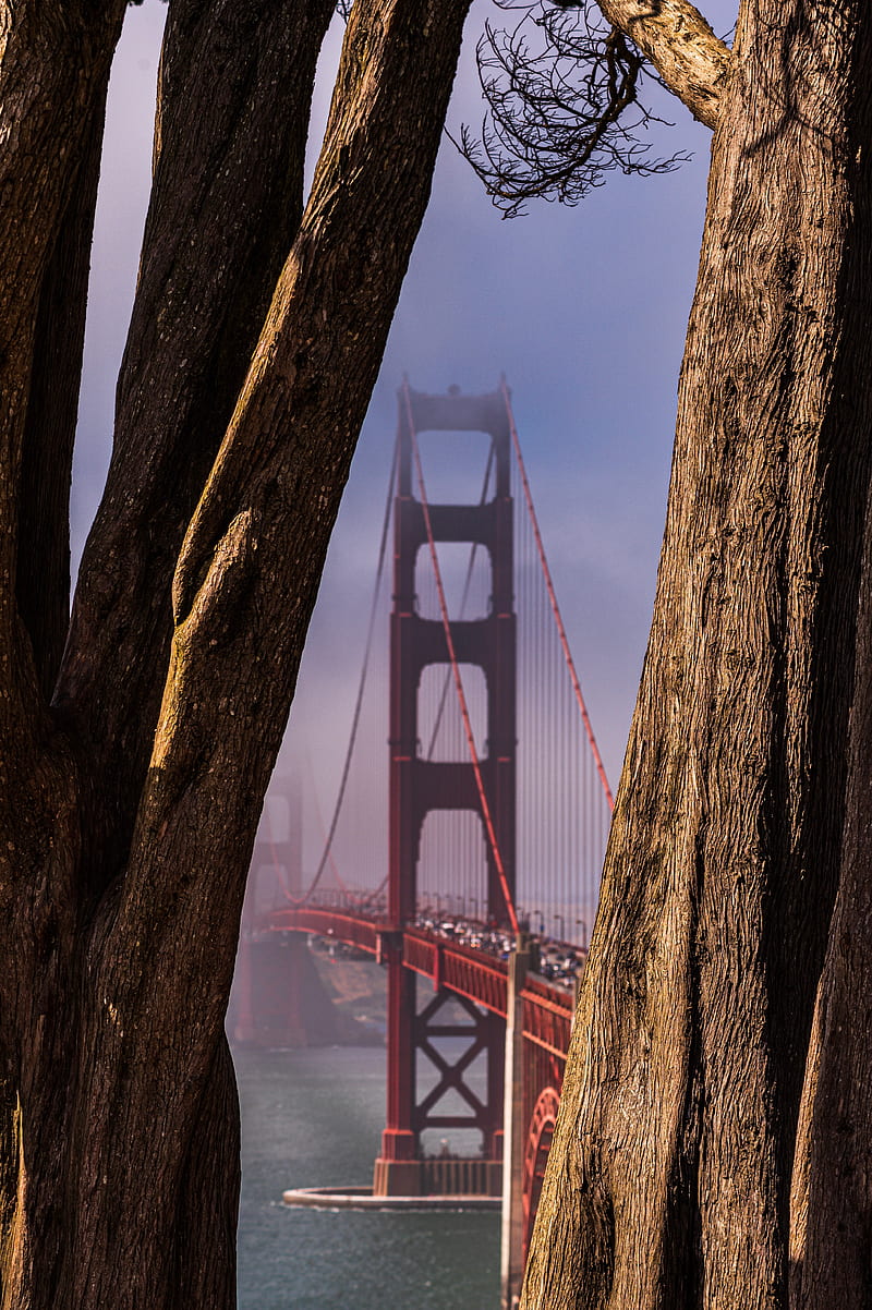 bridge, trees, fog, view, HD phone wallpaper