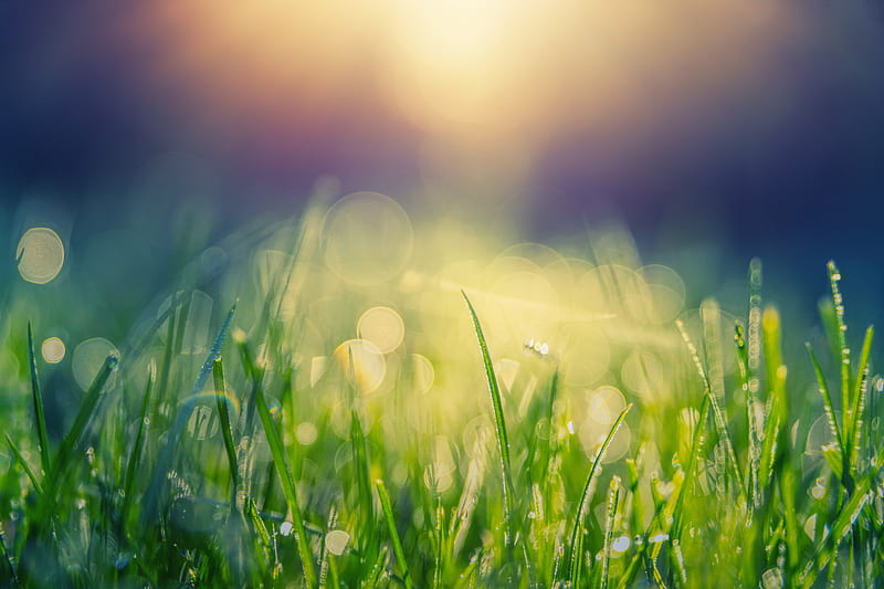 grass, bokeh, sunbeam, graphy, dew, Nature, HD wallpaper