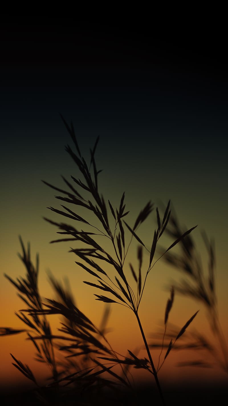 Iphone normal hierba con efectos de puesta de sol, iphone normal, Fondo de  pantalla de teléfono HD | Peakpx