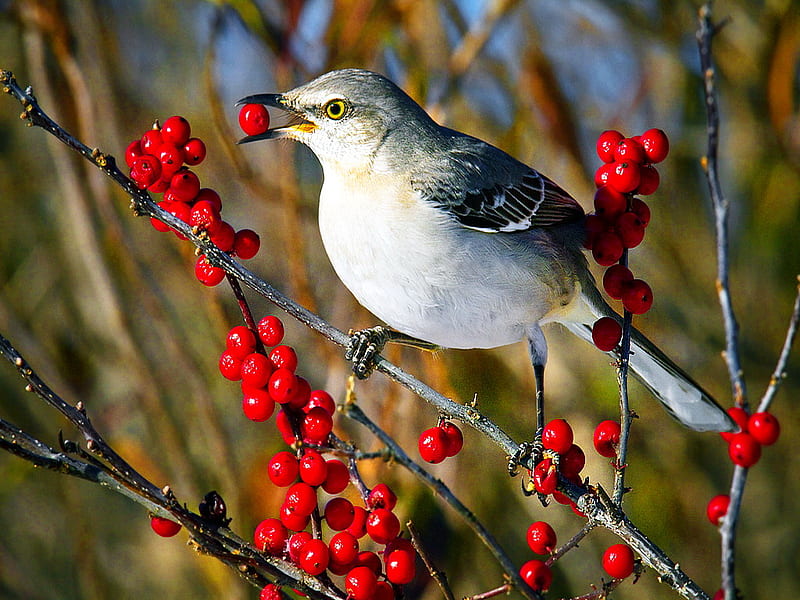 Mockingbird on branch, red, mockingbird, bird, nature, spring, branch, HD wallpaper