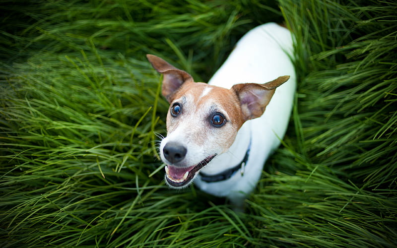 Jack Russell Terrier, green grass, pets, dogs, cute animals, Jack Russell Terrier Dog, HD wallpaper