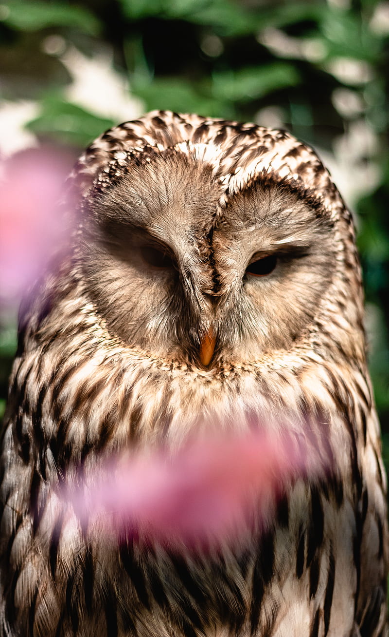 selected focus of brown owl, HD phone wallpaper