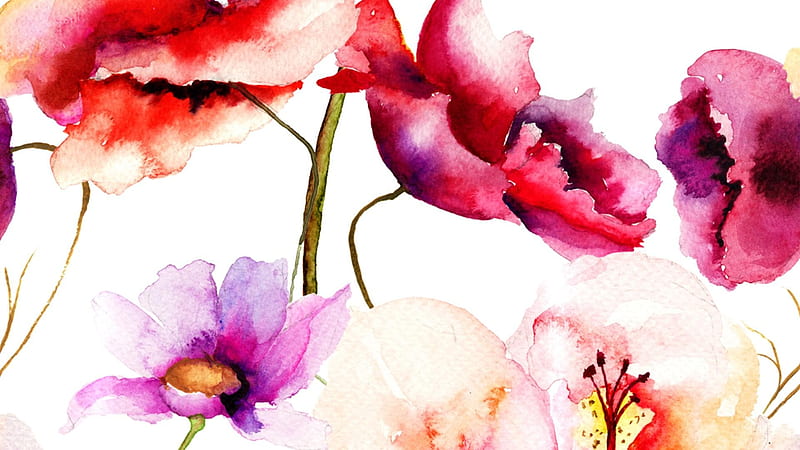 Poppies, pattern, red, poppy, water color, purple, texture, painting, flower, paper, white, pink, HD wallpaper