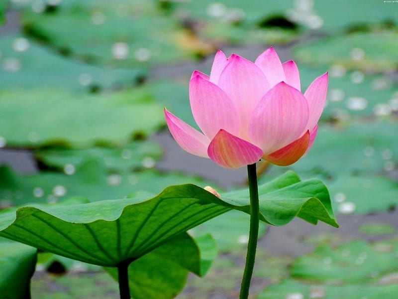 Lotus, pretty, plant, bonito, floral, sweet, blossom, nice, close up, beauty, lovely, lily pad, water lily, pond, water, flower, nature, HD wallpaper