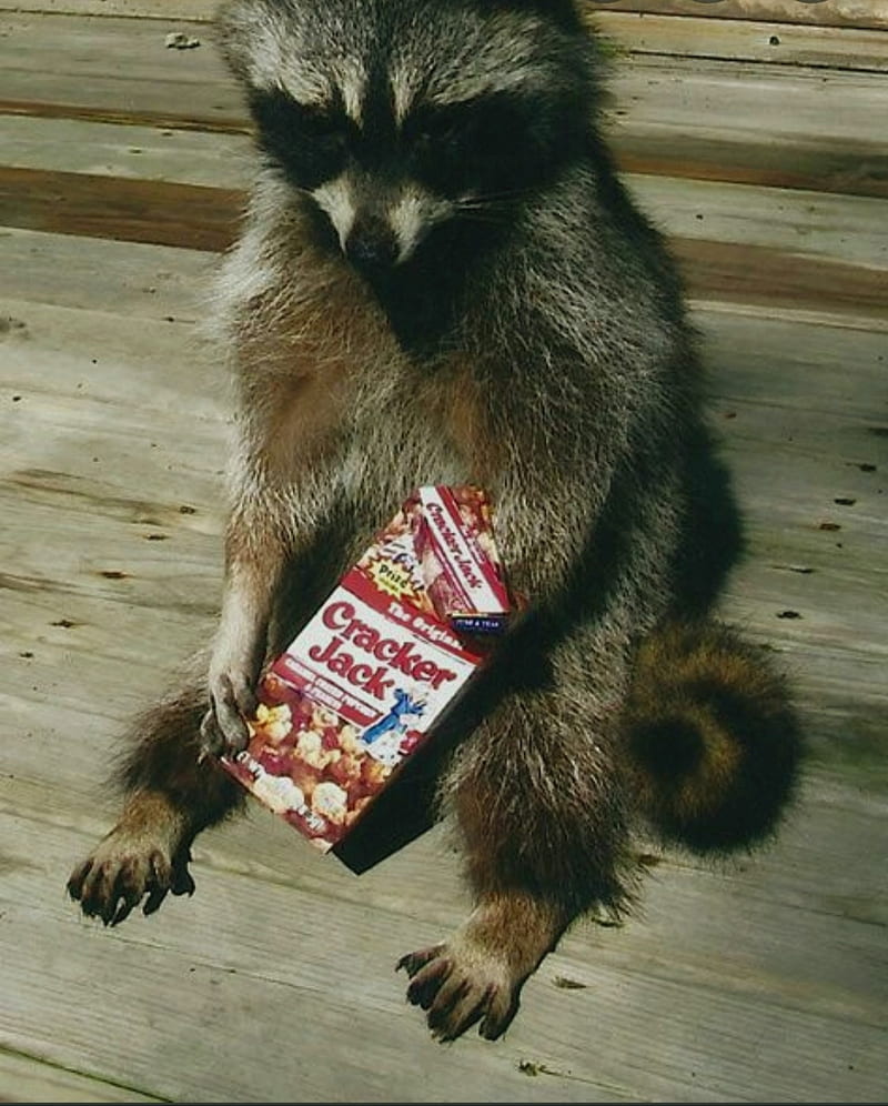 Funny raccoon, cute, HD phone wallpaper