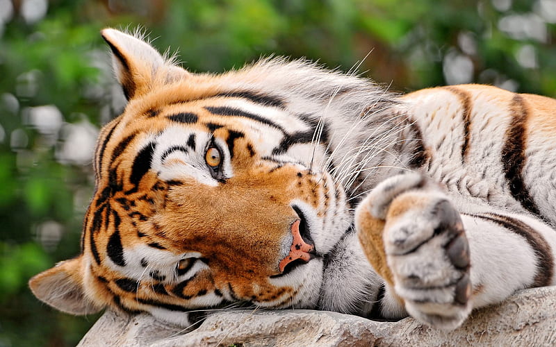 Tiger paw lie predator-Animal World, HD wallpaper