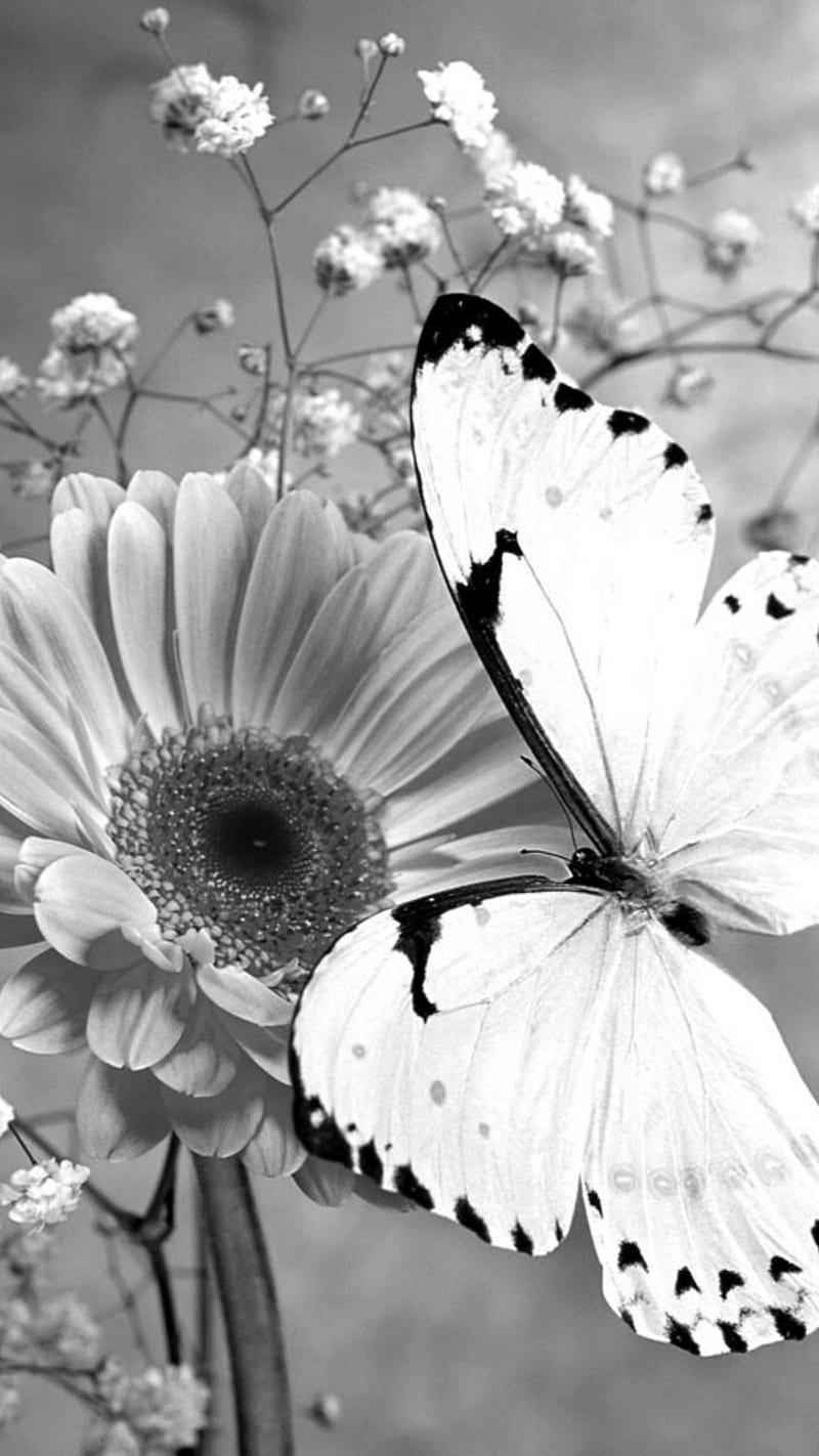 Butterfly sunflower, black, white, HD phone wallpaper