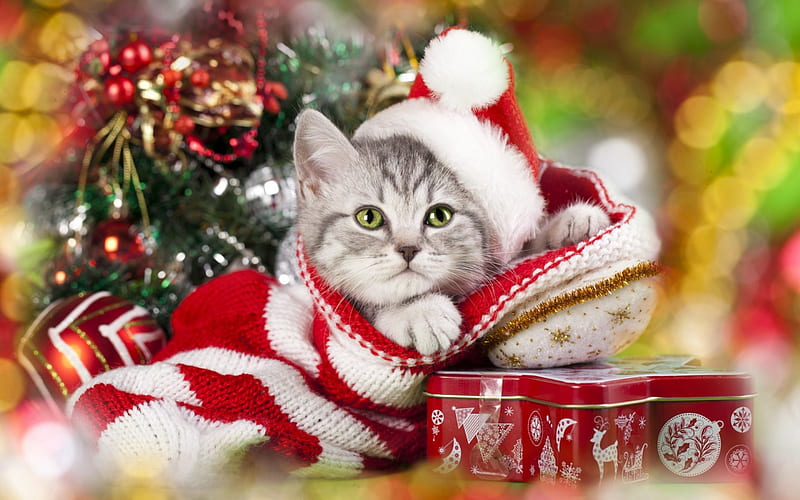 Christmas Kitten, Christmas, ornaments, Santa hat, tin, Holiday, cat, kitten, hat, HD wallpaper