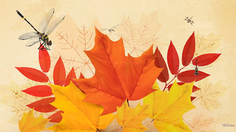 Vintage Autumn, fall, autumn, maple, mountain ash, soft, weather, leaves, gold, dragonflies, oak, oragne, vintage, HD wallpaper