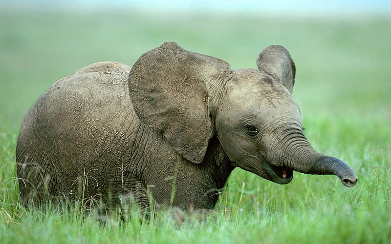 baby elephant, grass, baby, elephant, animal, HD wallpaper