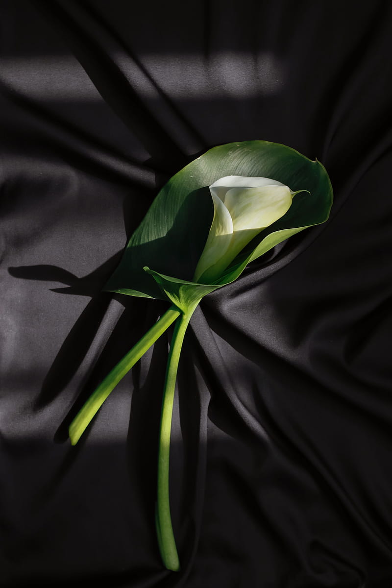 calla lilies, flower, stem, fabric, folds, black, HD phone wallpaper