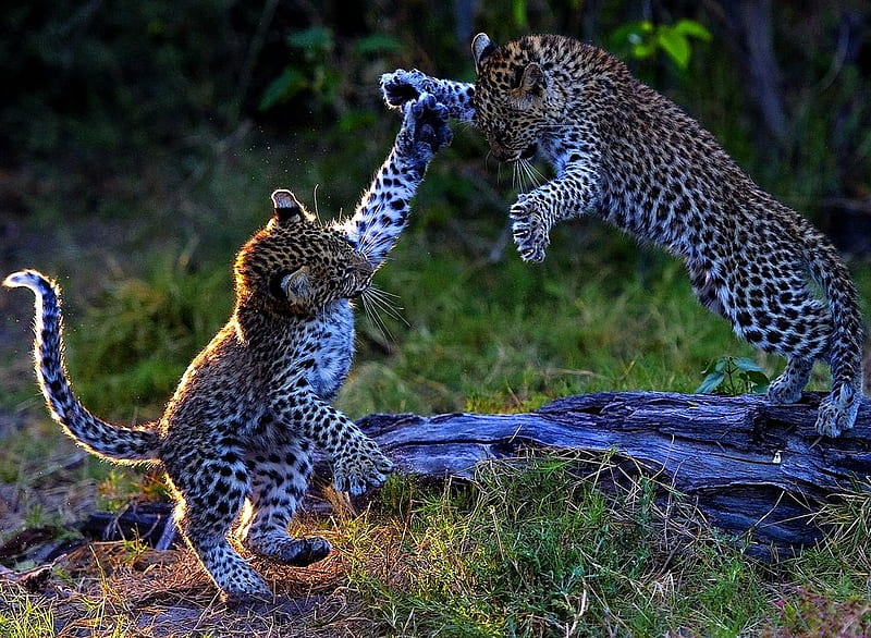 Mum he's picking on me again, playing, spots, two, leopards, fight, cubs, pair, log, HD wallpaper