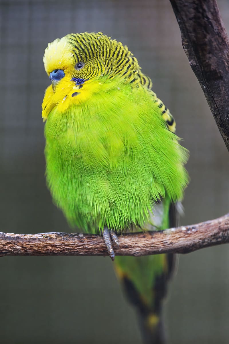budgie, parrot, bird, green, branch, HD phone wallpaper