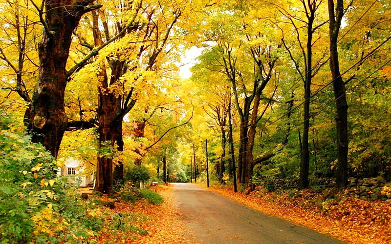 Autumn way, forest, fall, autumn, golden, bonito, park, foliage, leaves ...