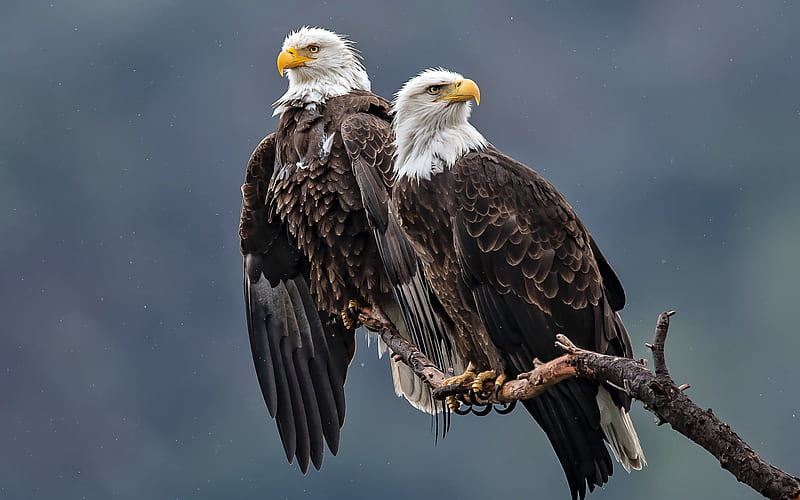 águila calva, aves de rapiña, norteamérica, símbolo de estados unidos,  águila, Fondo de pantalla HD | Peakpx