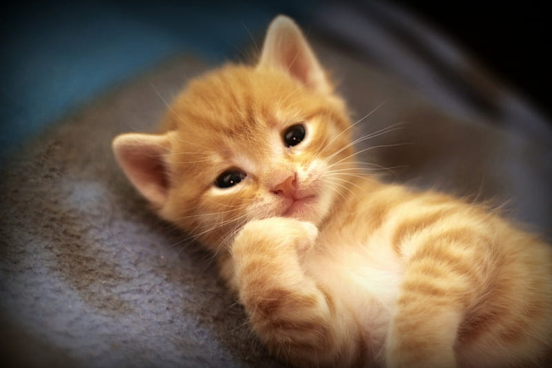 Pensive kitten, cute, paw, pensive, funny, cat, kitten, animal, HD wallpaper