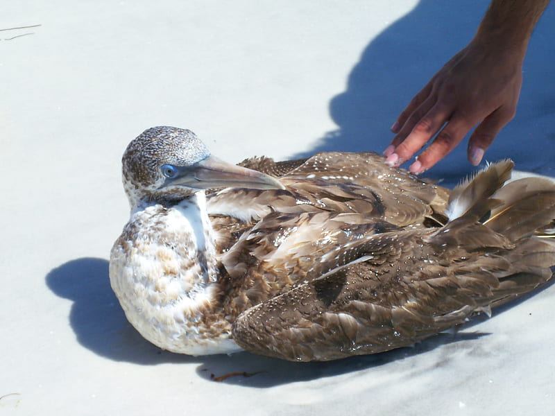 ~An Injured Bird Stranded on Honeymoon Island~Tarpon Springs, Florida~, graph, beach, bird, sad, wildlife, nature, neat, HD wallpaper