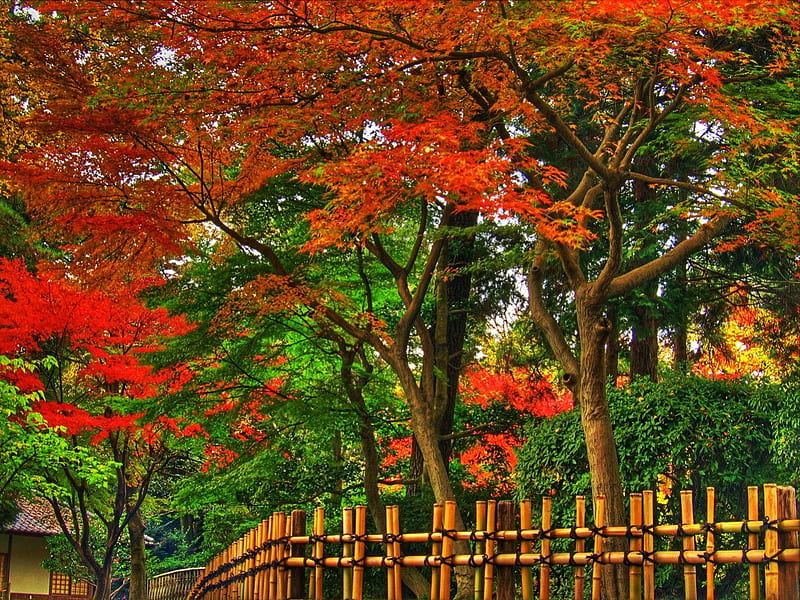 Autumn Colors, fence, fall, leaves, trees, bamboo, HD wallpaper