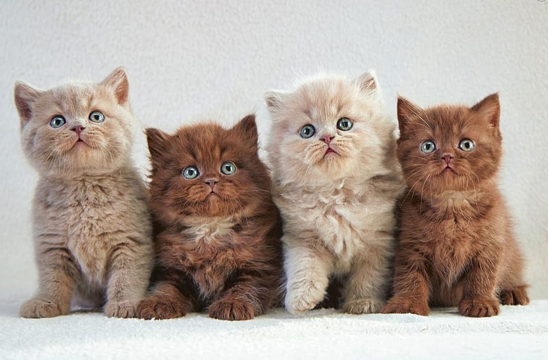 four musketeers, kittens, four, cats, animals, muskteers, HD wallpaper