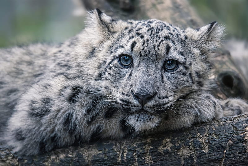 Snow leopard, animal, irbis, cute, cub, face, blue eyes, HD wallpaper
