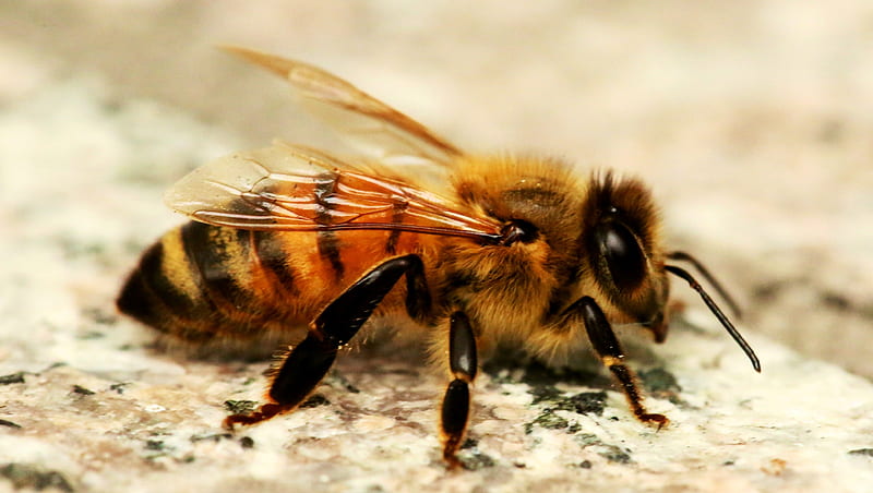 honey bee, insect, bee, honey, animal, HD wallpaper