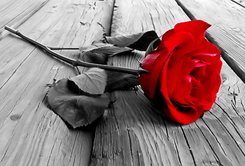 Red rose, red, rose, black and white, love, hot, flowers, deck, wood, romantic, floor, roses, blackandwhite, flower, passion, nature, scene, wooden, HD wallpaper