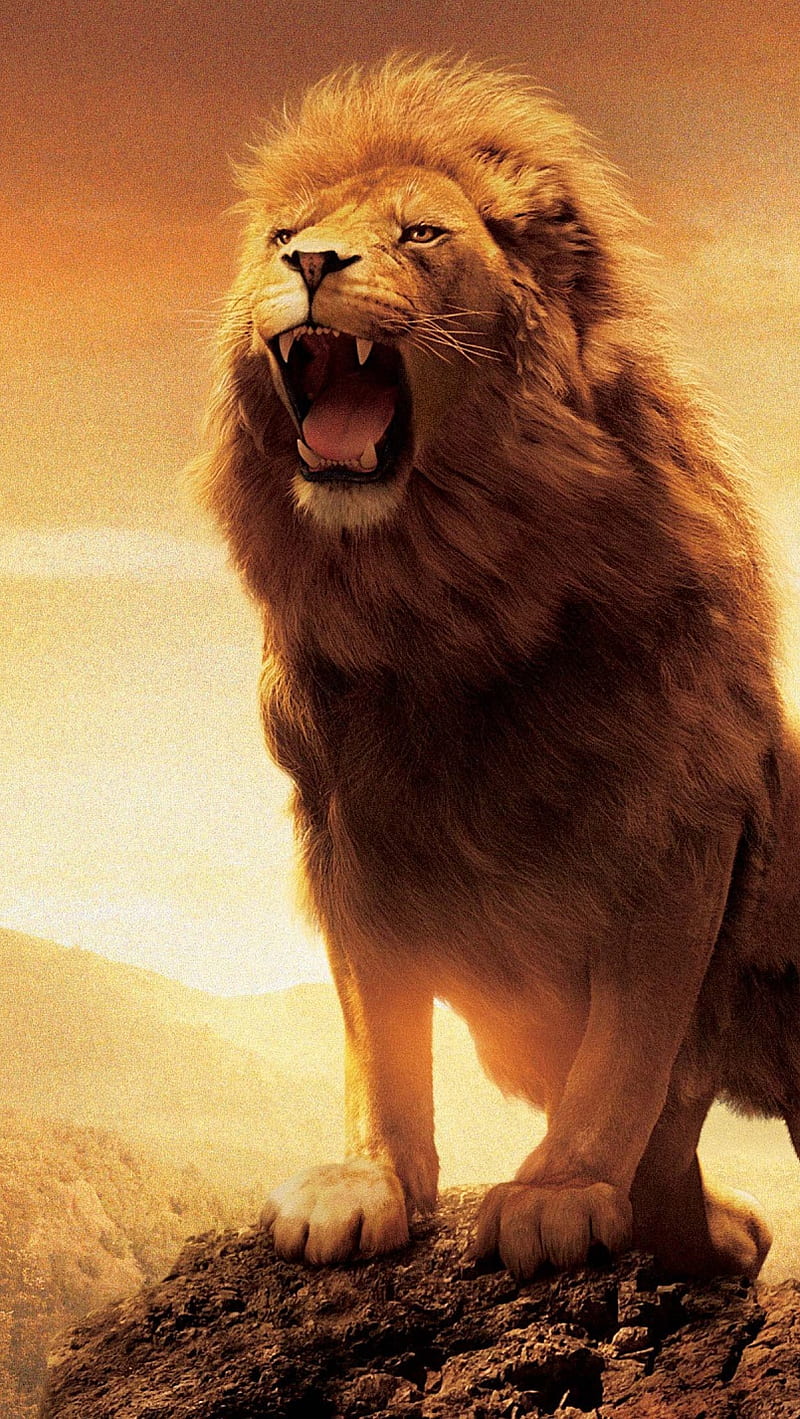 lion , nature, roar, sunset, HD phone wallpaper