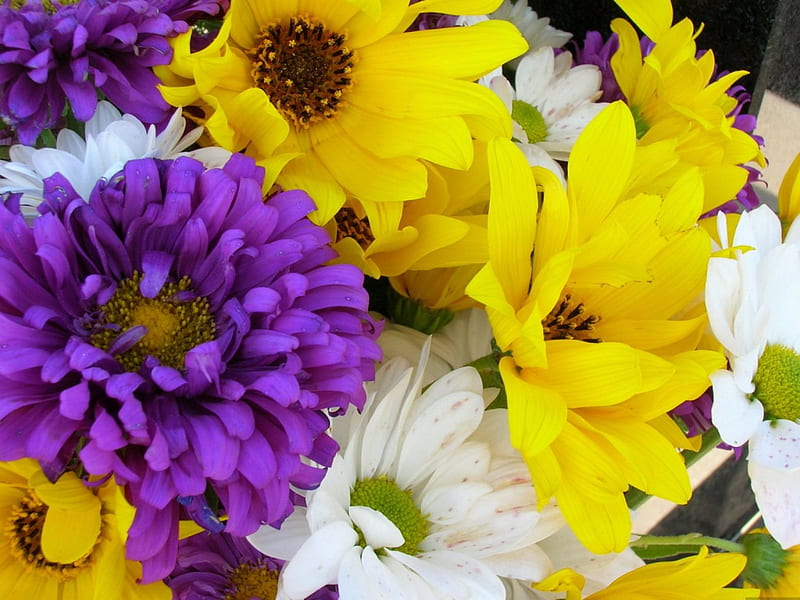 Color Bouquet, yellow, petal, green, purple, black eyed susan, flower, flowers, petals, white, HD wallpaper
