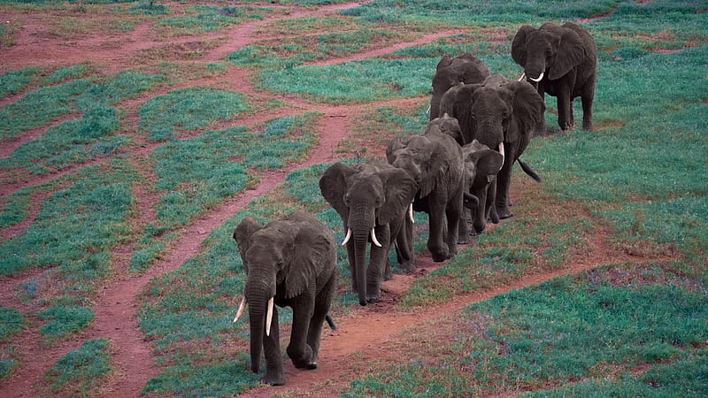 Elephant Herd Is Walking On Green Grass Animals, HD wallpaper