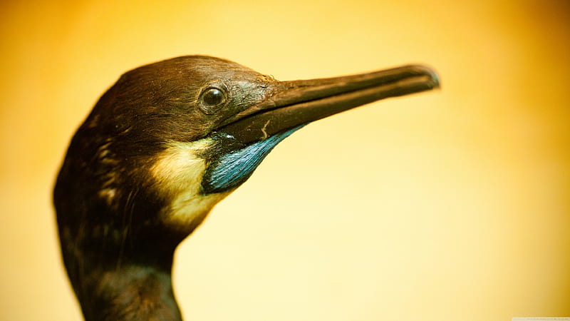 Bird portrait, beak, portrait, head, bird, HD wallpaper | Peakpx