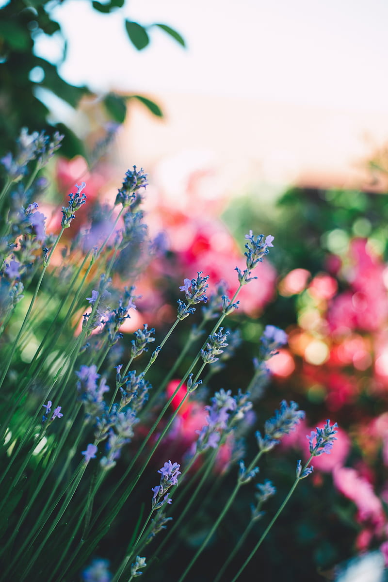 flowers, field, stems, blur, HD phone wallpaper