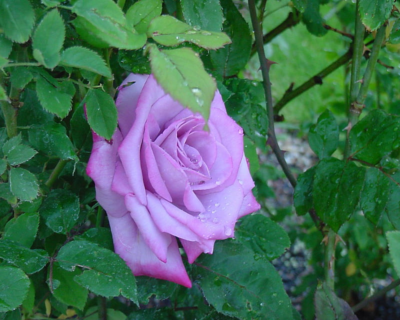 Sự tươi trẻ, quyến rũ của hoa hồng tím được tôn lên với hình ảnh chụp rất ấn tượng, sẽ khiến bạn không thể rời mắt. Hãy xem ngay để khám phá hình ảnh này và cập nhật cho dế yêu của bạn những hình nền đẹp nhất.