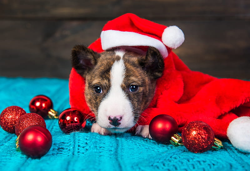 Dogs, Pit Bull, Bauble, Christmas, Dog, Puppy, Santa Hat, HD wallpaper