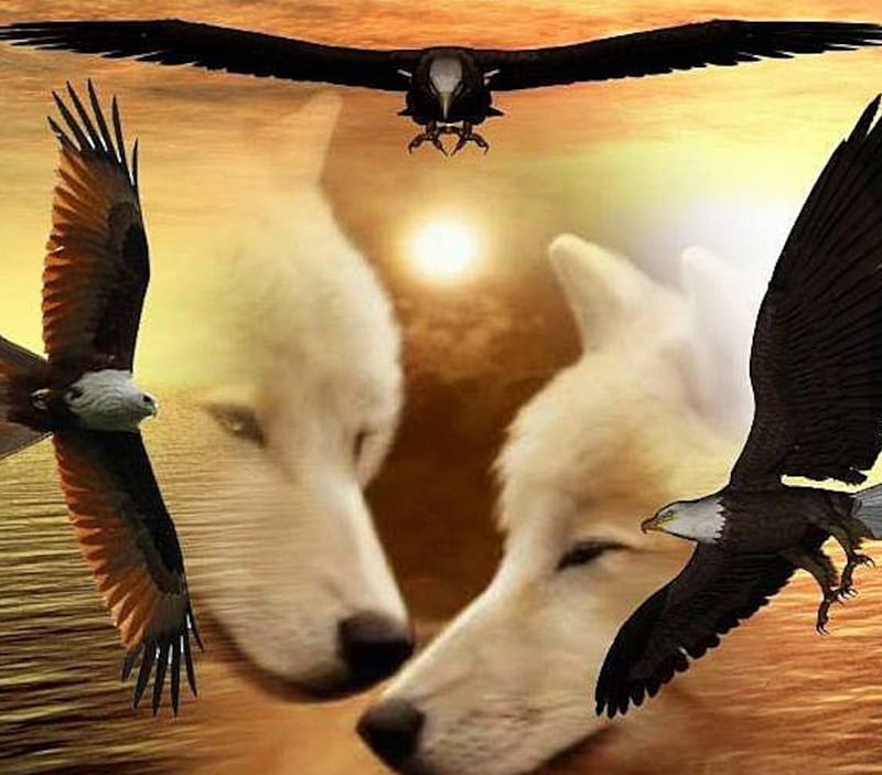 águila y lobos, águila, río, lobo, puesta de sol, animal, Fondo de pantalla  HD | Peakpx