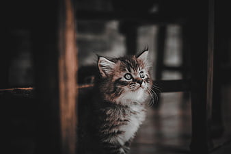 Page 11  HD cat tiger wallpapers  Peakpx