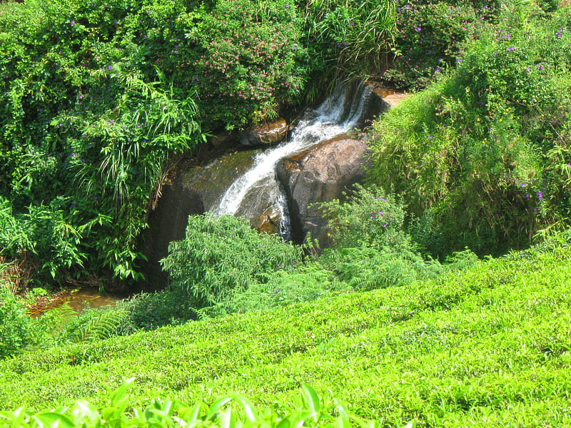 Falls, forest, south india, tea estate, greenery, india, ooty, green, nature, scenery, field, HD wallpaper