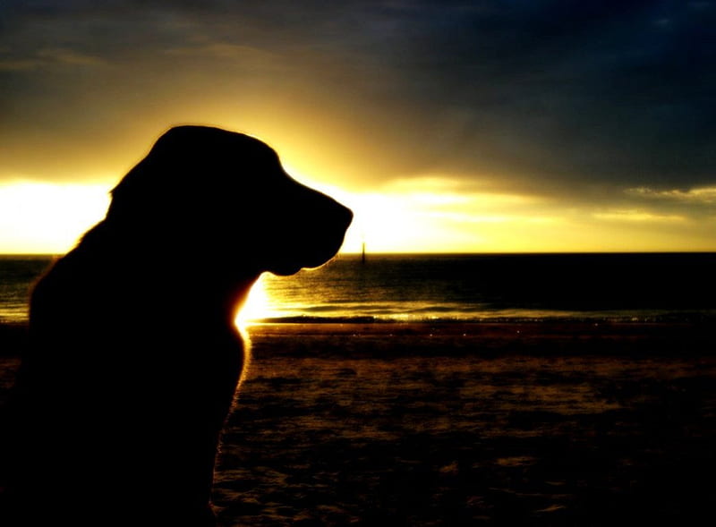 Dog Silhouette, sun, evening, clouds, sky, animal, HD wallpaper | Peakpx