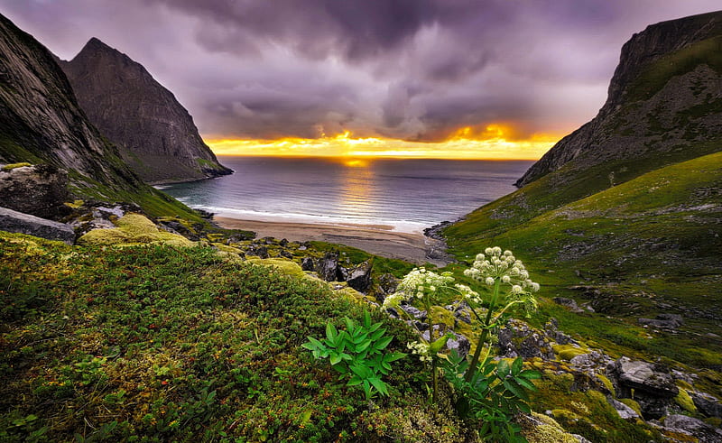 Cliffs at sunset, sea, rocks, cliffs, wildflowers, ocean, sunset, clouds, sky, HD wallpaper