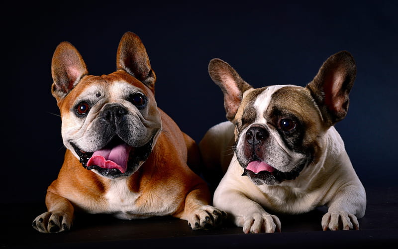 french bulldogs, small dogs, pets, funny dogs, puppies, dogs, HD wallpaper