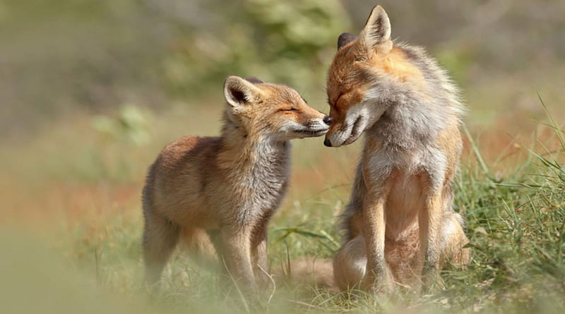 Foxes, young, old, dogs, HD wallpaper