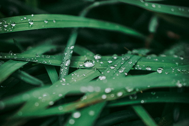 Close-Up of Dewdrops on Leaves, HD wallpaper