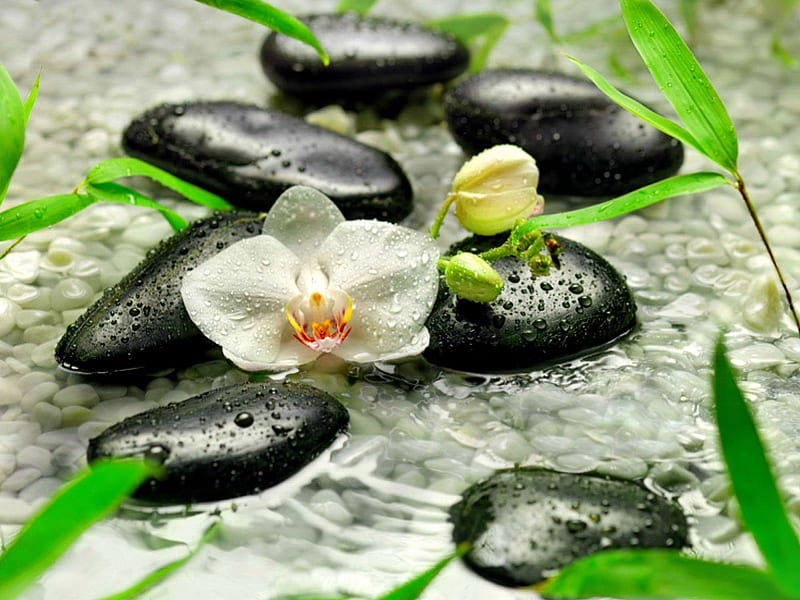 Stones and flowers, wet, drops, still life, leaves, stones, water, green, spa, flowers, beauty, nature, white, HD wallpaper