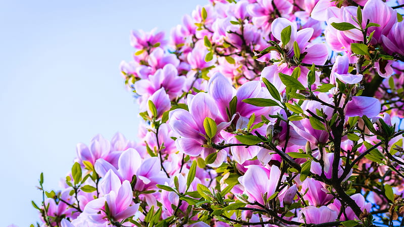 Pink Flower Magnolia With Green Leaves In Tree Branch Magnolia, HD wallpaper