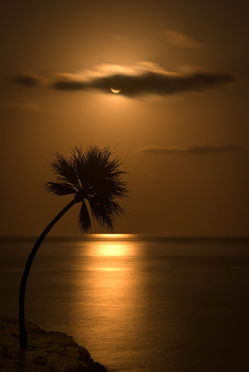 palm, sunset, silhouette, sea, glare, HD phone wallpaper