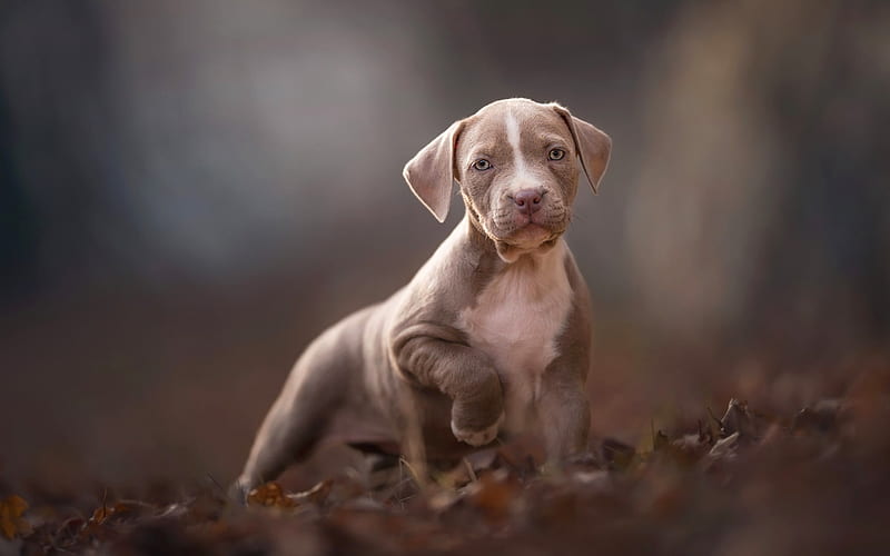 American pit bull terrier, little gray puppy, cute animals, gray dogs, pets, small pit bull, dogs, HD wallpaper