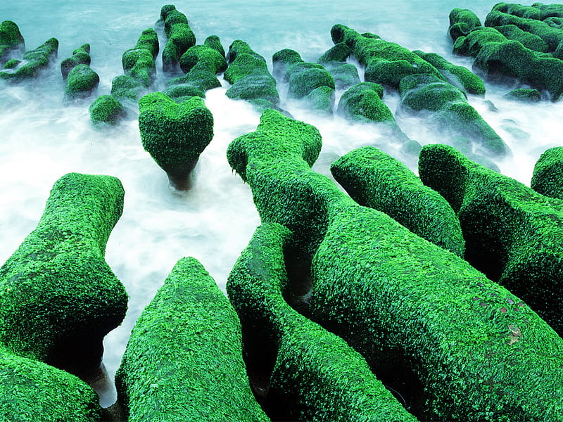 Seaweed Growth, rocks, rock, ocean, cover, asia, sea, water, green, covering, HD wallpaper