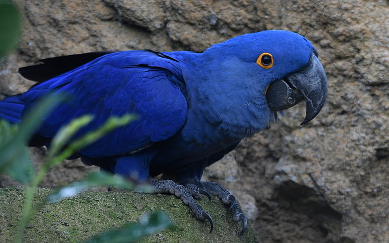 Hyacinth macaw, South America, blue parrot, beautiful blue bird, macaw, hyacinthine macaw, HD wallpaper