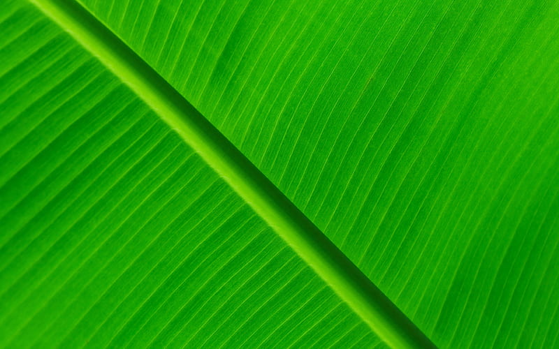 Green leaves texture plant textures, leaves, green backgrounds, leaves  texture, HD wallpaper | Peakpx