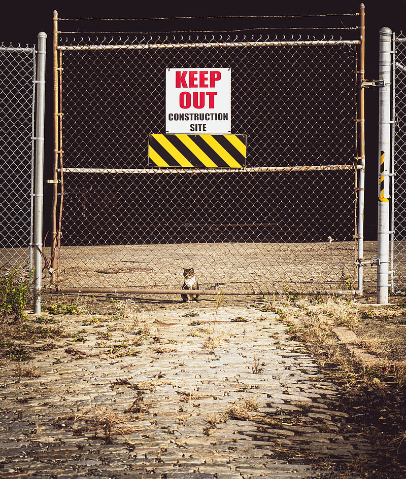 warning, prohibition, sign, fence, cat, HD phone wallpaper